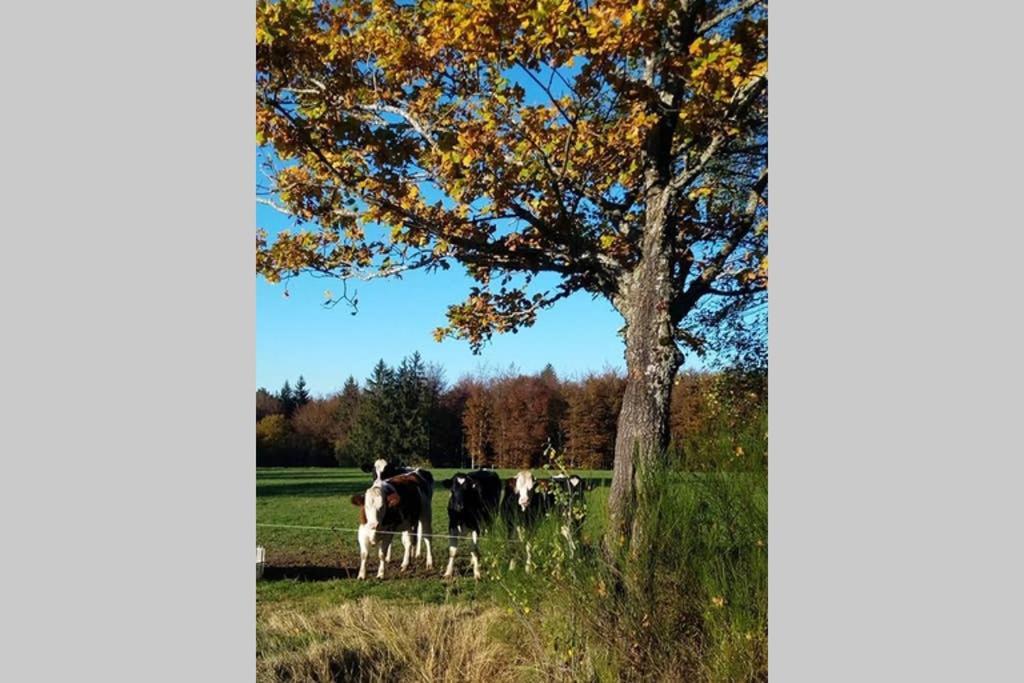 Maison indépend. 6 personnes à 10 mn de Gérardmer Granges-sur-Vologne Esterno foto